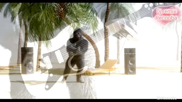 best animals dancing music