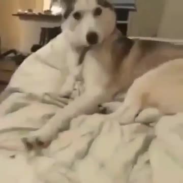 Be GONE!#thotpatrol @pets_adore