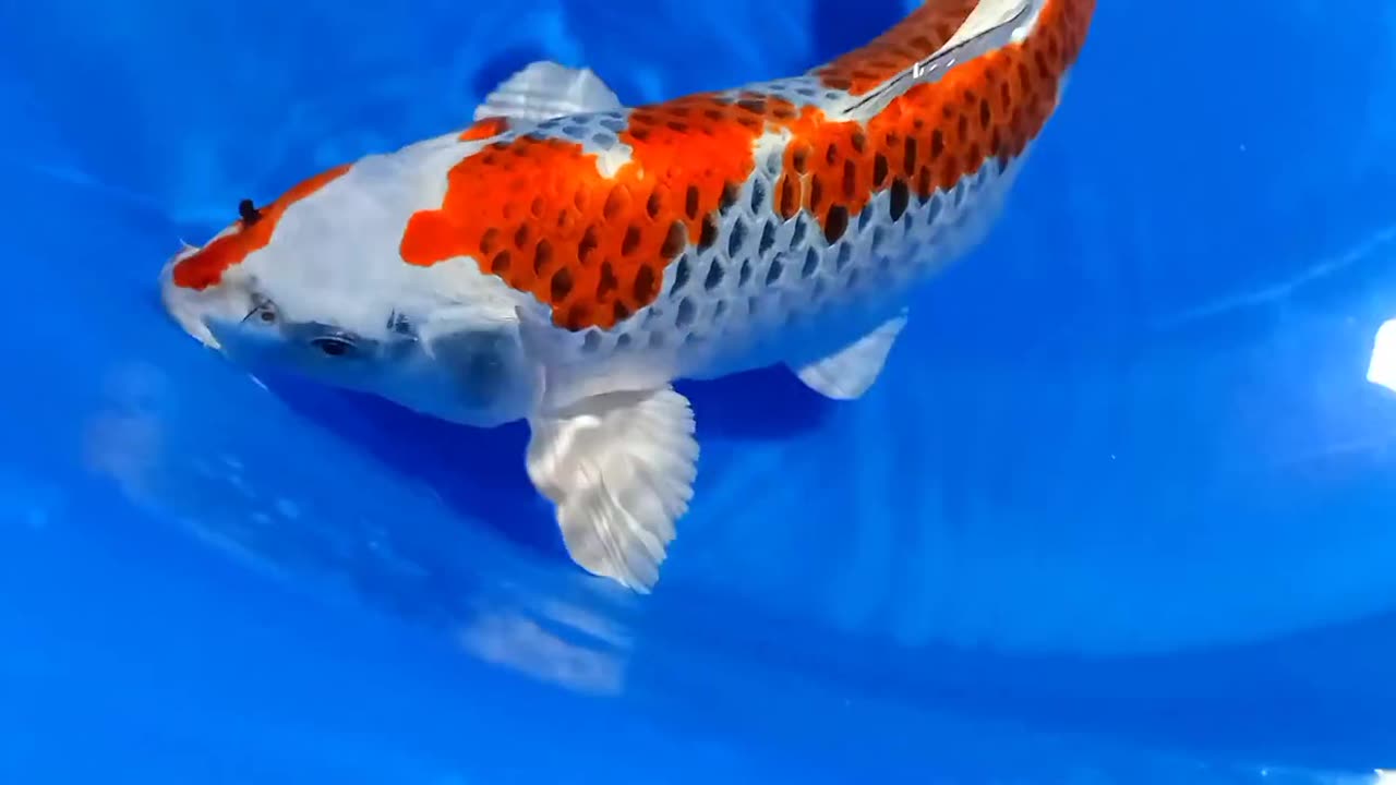 Koi fish Kujaku Good Skin