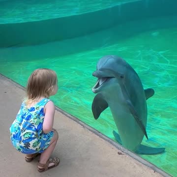 This little girl formed an adorable connection with a friendly dolphin 😮 🥰
