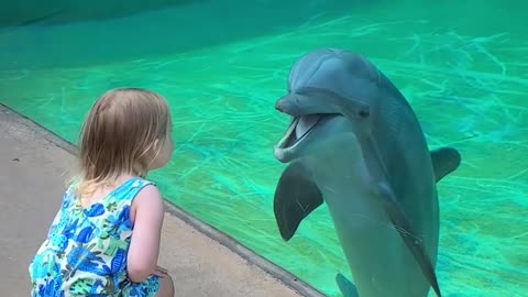 This little girl formed an adorable connection with a friendly dolphin 😮 🥰