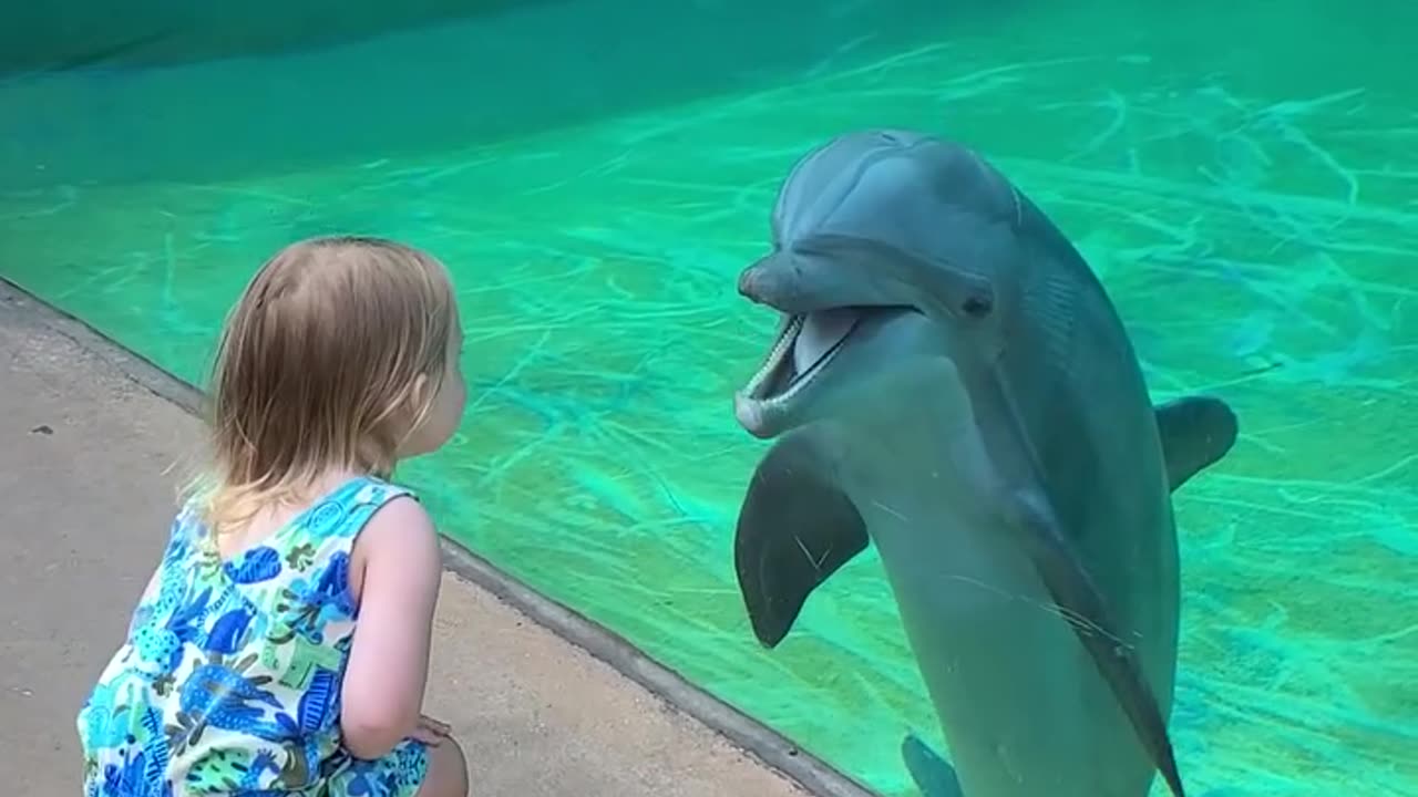 This little girl formed an adorable connection with a friendly dolphin 😮 🥰