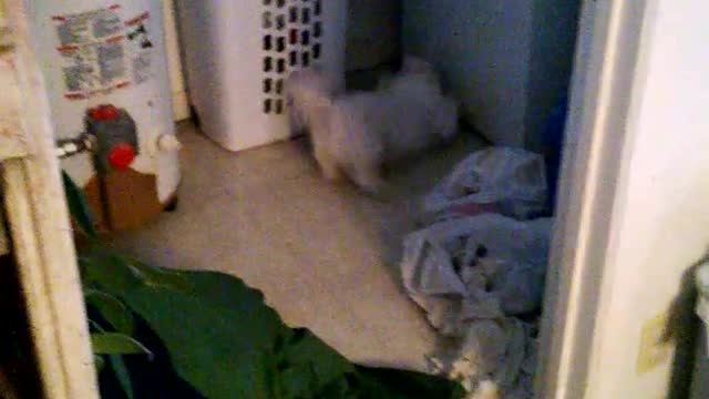 Dog getting the washing machine