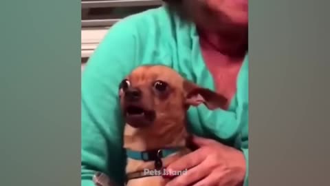 Funny Dogs Reaction