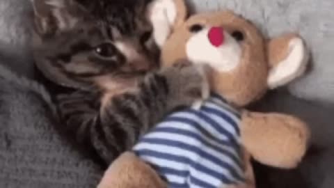 Cute Cat Gif