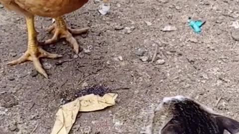 Don’t mess with the cat