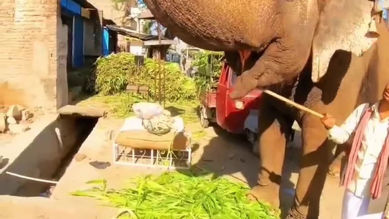 Ganpati 🙏🐘