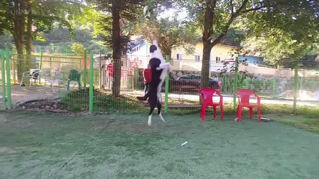 Playful Pets 😍🐕 Funny Dogs Jumping