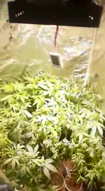 Encuentran cultivo de marihuana