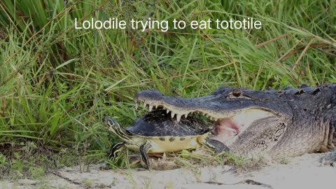 Crocodile trying to eat turtle/lolodile trying to eat totitile /🐊🐢🐊🐢🐊🐢😂😂😂