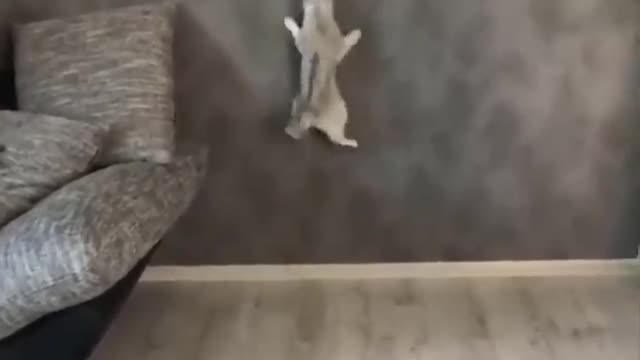 Cat jumps after light