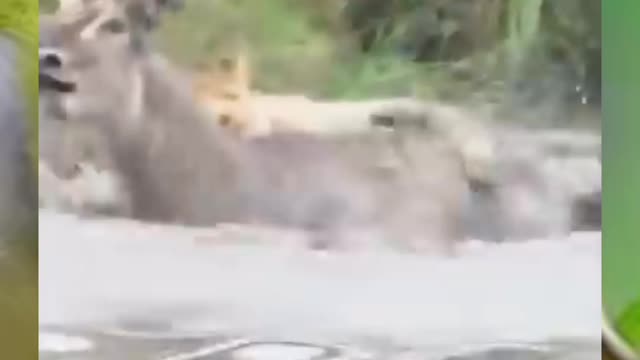 is the deer safe?