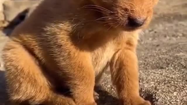 Funny and Cute Animals #1