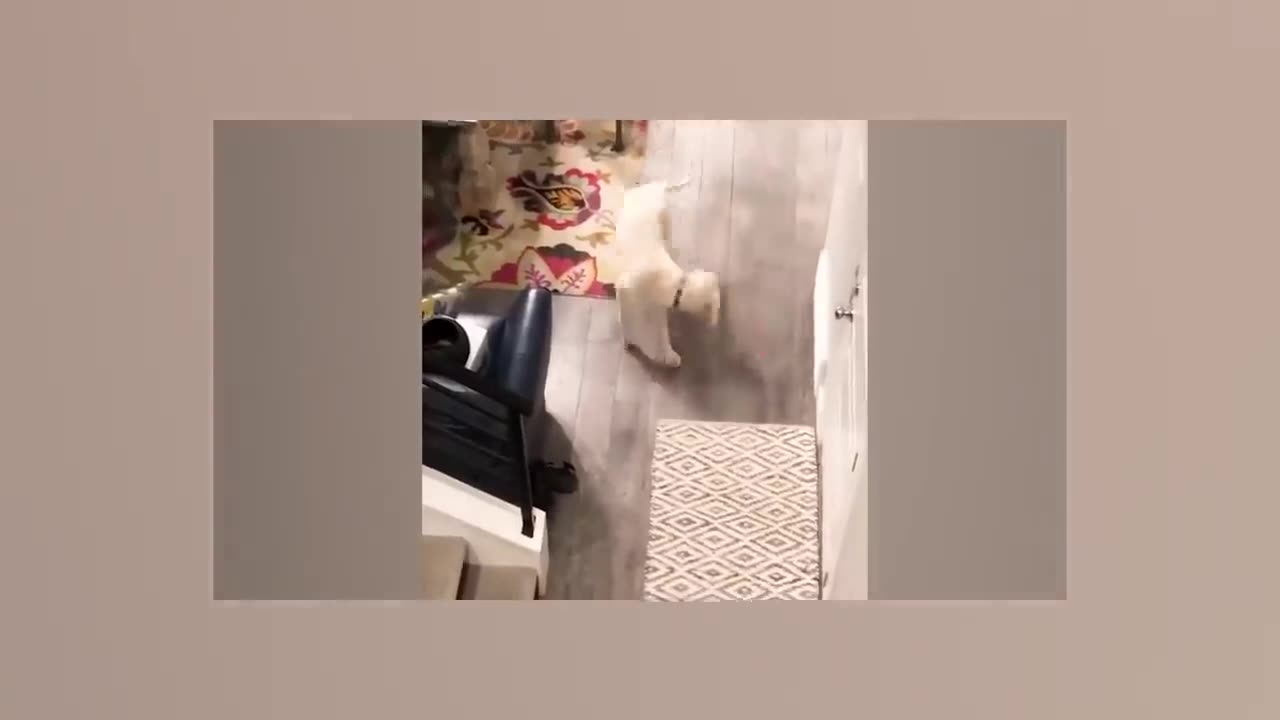 Funniest Animal 😆 Funny Cat and dog