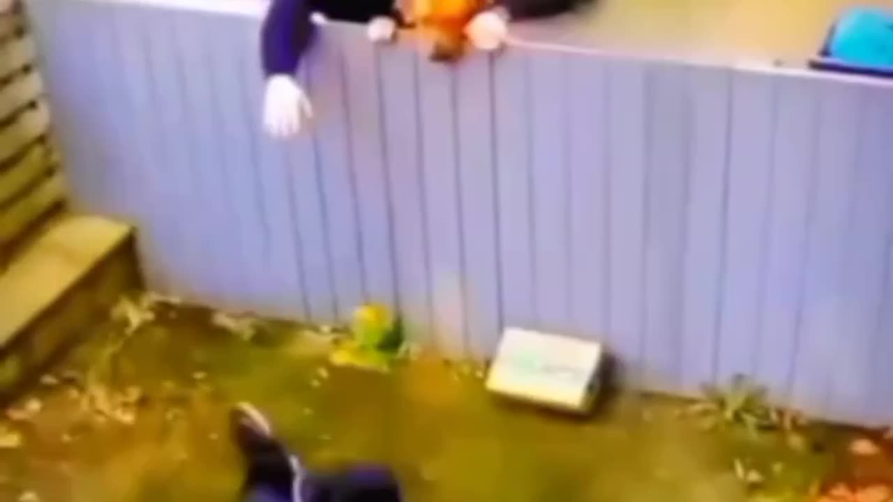 Funny Animals#2