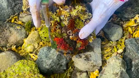 Sea turtle enjoy full body refreshing service when removed barnacles and mucus cement from shell