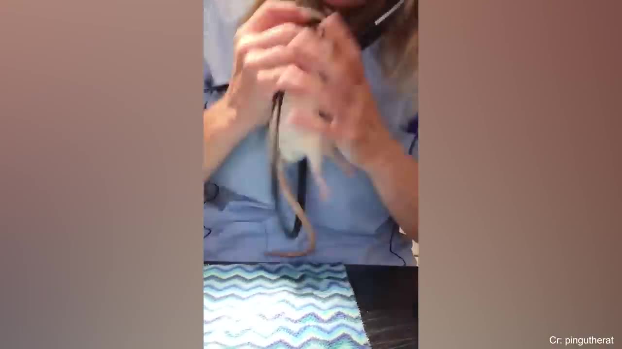 Even the Police dogs turn small at the vet Funny Pet Video