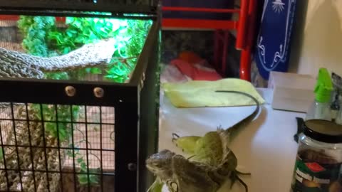 My Iguana is a Derp