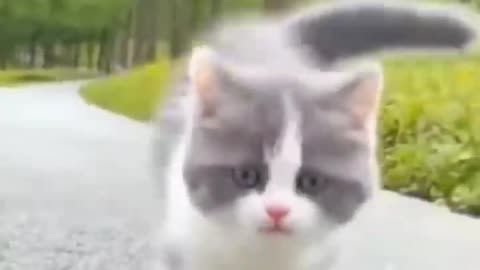 cute kitten