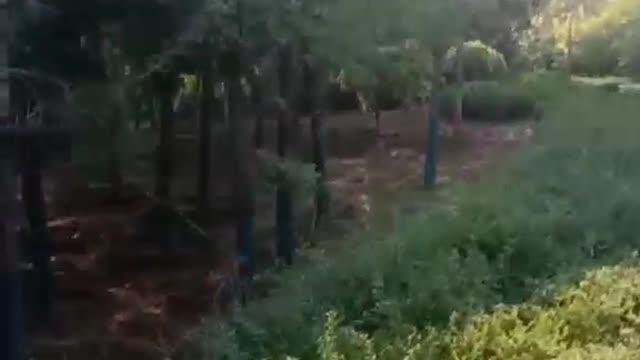 The green ocean must be set off by flowers