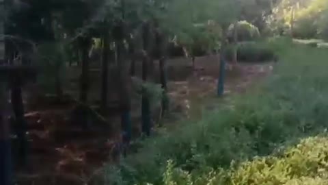 The green ocean must be set off by flowers