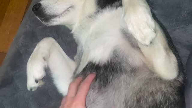 Beautiful Husky loves to be pet