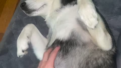 Beautiful Husky loves to be pet