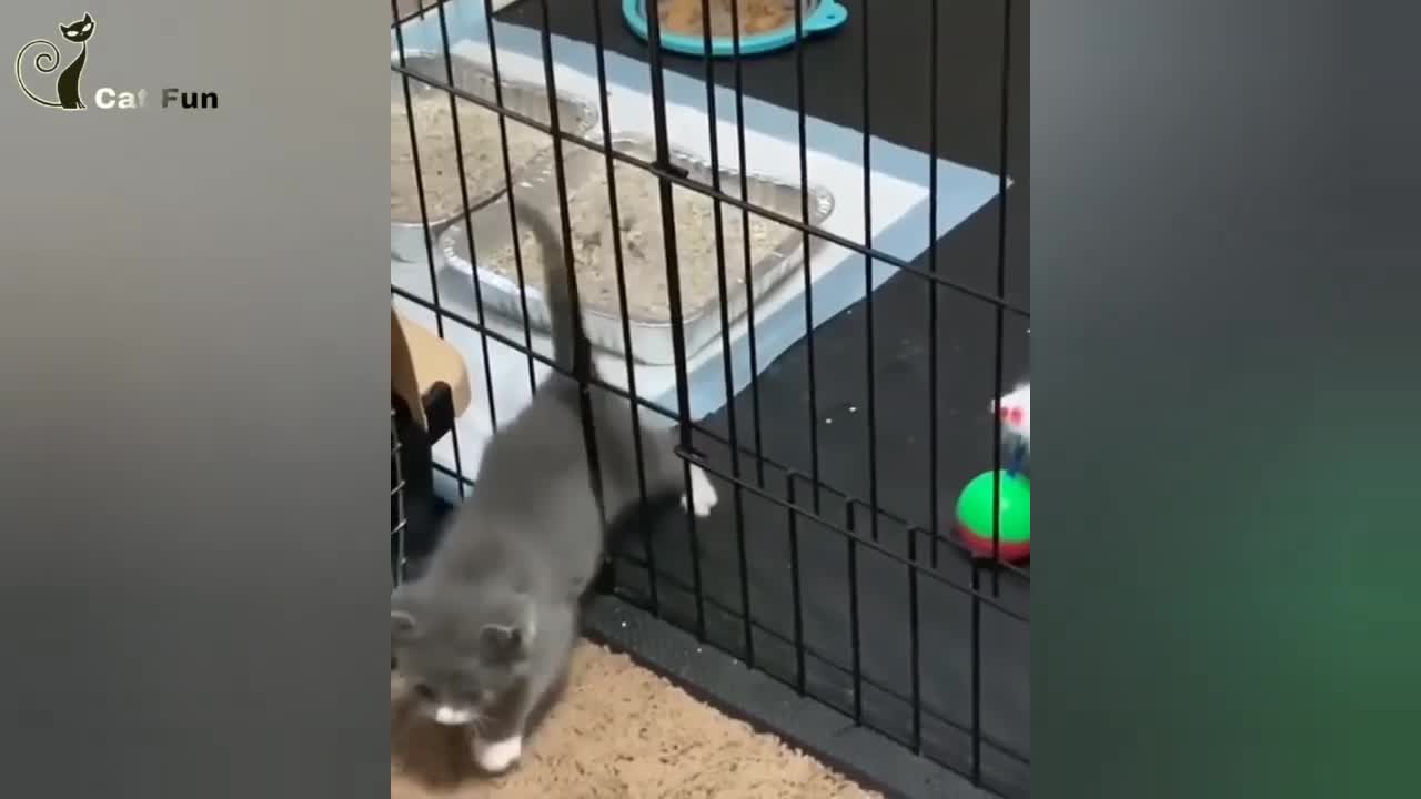 Cute cat funny videos😂😂😂🐱🐱🐱cat funny videos🐱🐱😂😂