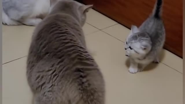 Cat is Funny #shorts