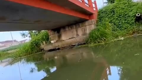 Hunting_Big_Fish_By_Rod_and_Reel।_#fishing_#shortvideo_#fishbait(720p)