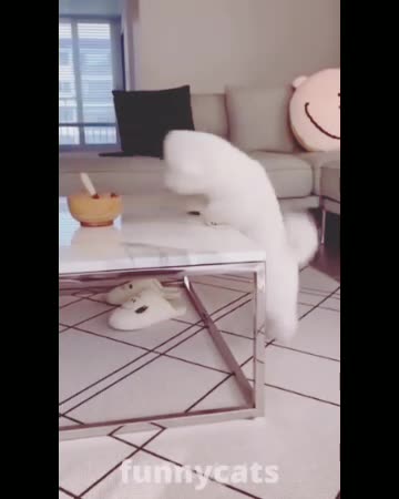 Funny cats and dogs videos 2023।। Funny animals 😂