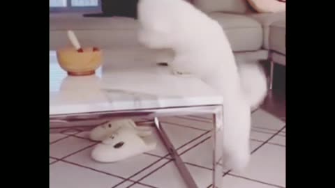 Funny cats and dogs videos 2023।। Funny animals 😂