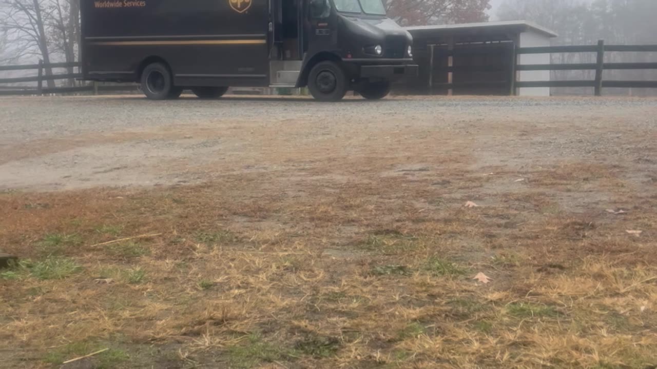 Australian Cattle Dog Greets Her Favorite UPS Driver