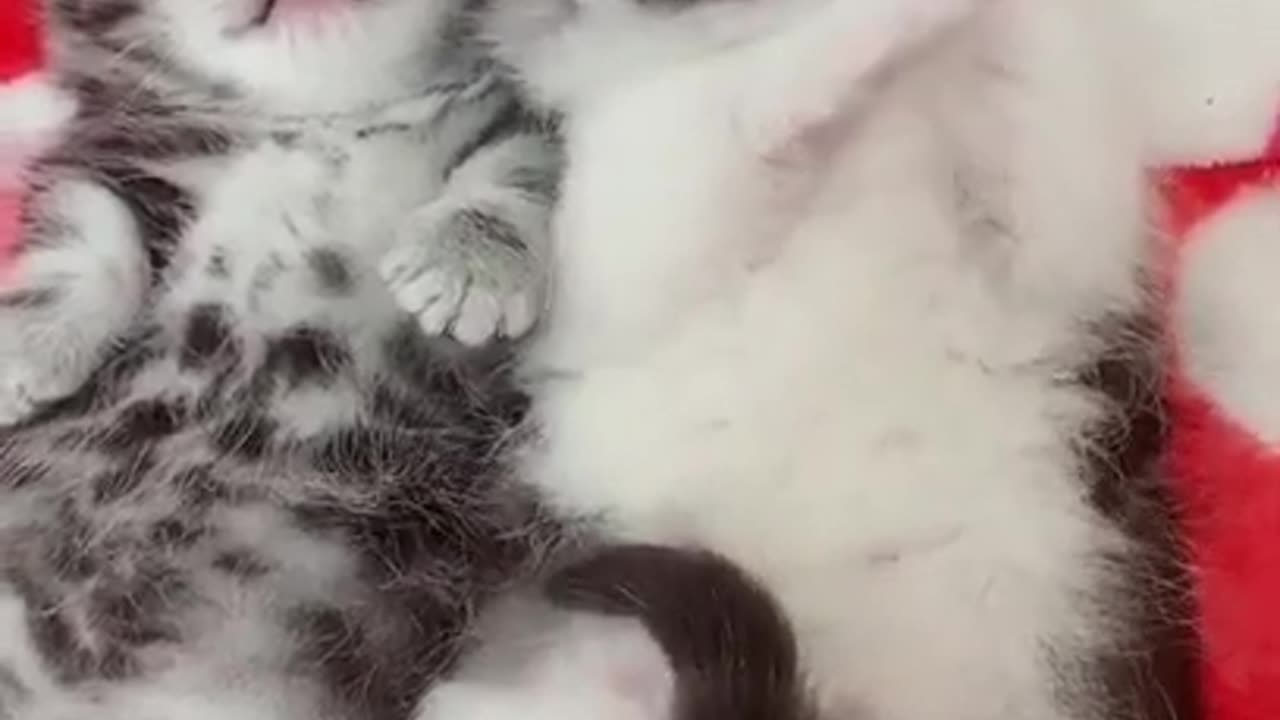 Kitty cat