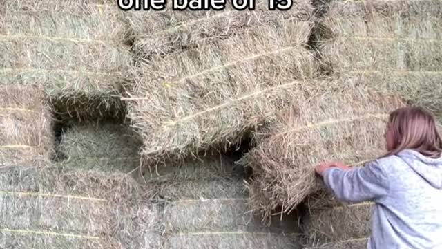 the moment of pure terror when you don't know if you're gonna get one bale or 15