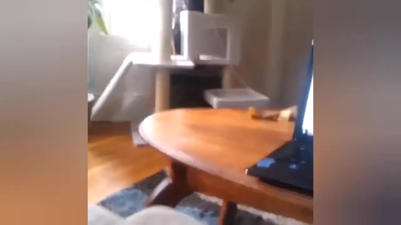 Cute Cats and funny Moments.