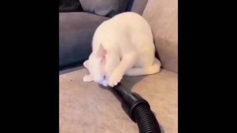 Funny cat compilations