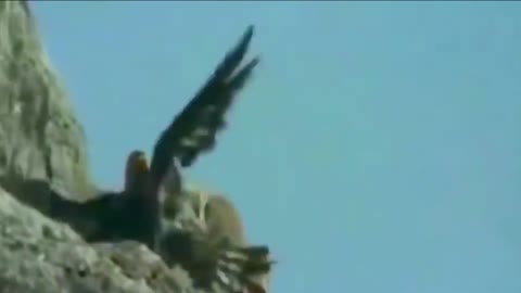 Eagle on the hunt