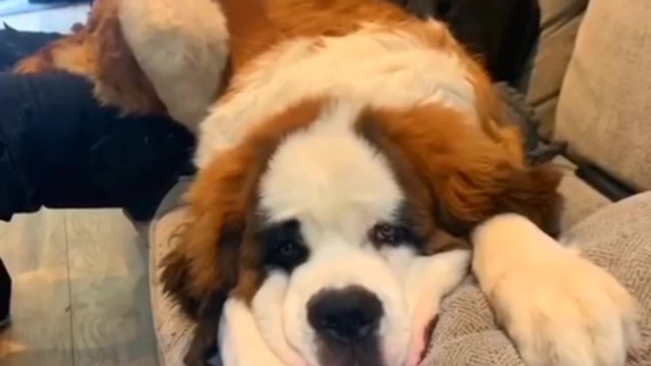 Ander to this dog is awesome