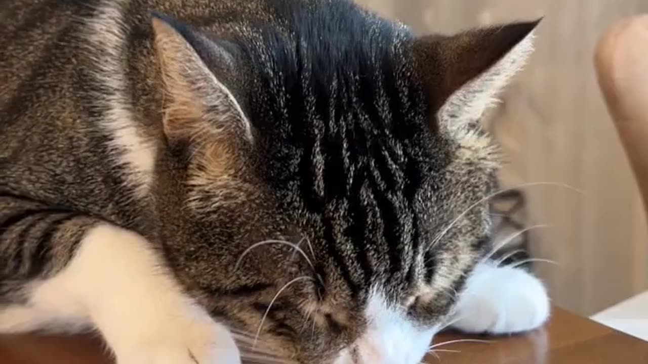 The tiny baby, who has lived with cats since the day he was born, now eats like a cat.