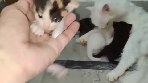 Cute kittens 😻