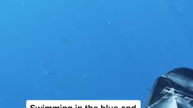 Swimming in the blue and you look up and see...