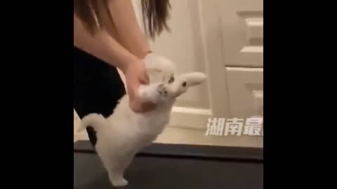 AWW SO CUTE! Cutest baby animals Videos Compilation Cute moment of the Animals - Cutest Animals