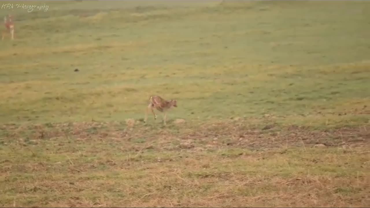 Wildlife in closer view with a natural perspective. Deer