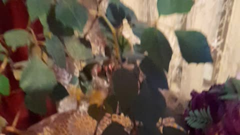 Home plant