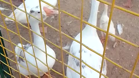 Beautiful ducks