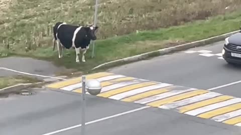 Cow Waits for Crosswalk Escort