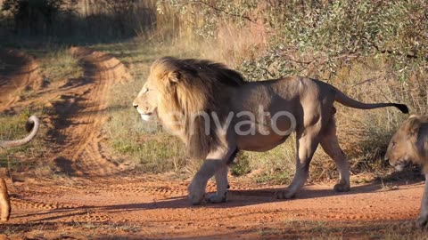 A herd of lions walking 🦁