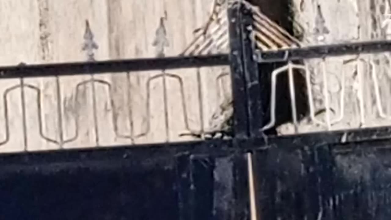 Pi cock video