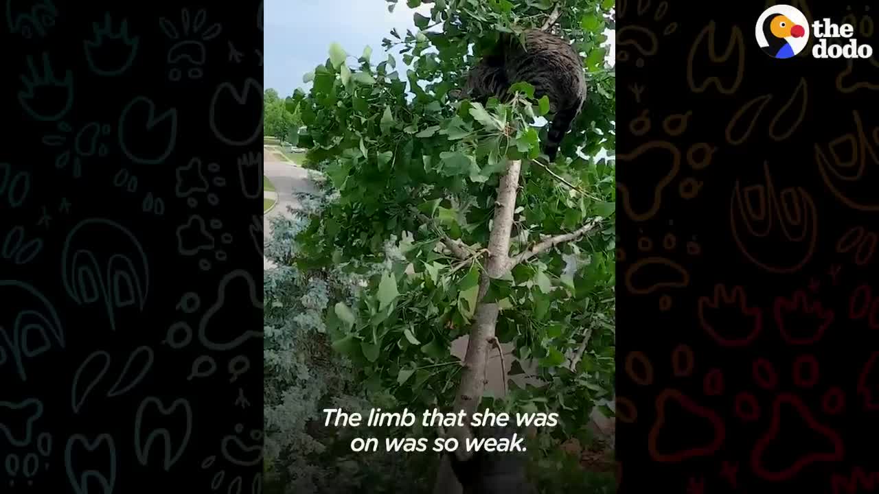 Guy Risks Life To Rescue Cats From Trees _ The Dodo Heroes.mp4